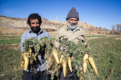  آغاز برداشت ۲۵۰۰ تُن زردک ایرانی در خرانق اردکان
