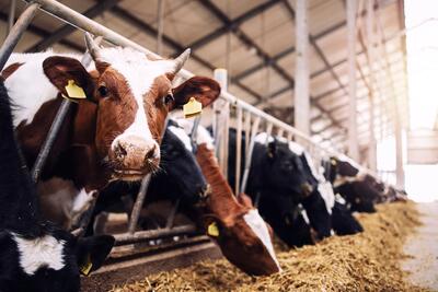 هشدار دامداران تهران؛ قیمت واقعی شیر به ۴۰ هزار تومان رسید