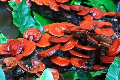  یک قارچ سنتی برای سلامت و رفع پوکی استخوان