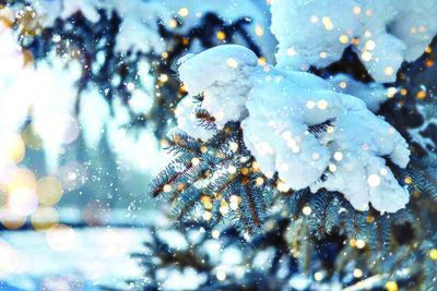 فصل سپید شعر و سکوت