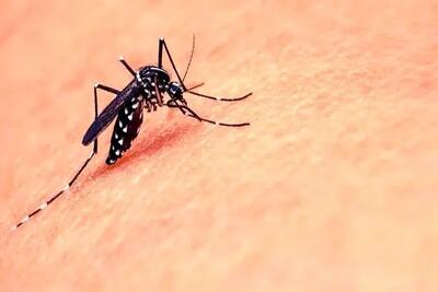 زنگ خطری از جنوب؛ افزایش ۱۲برابری مبتلایان تب دنگی