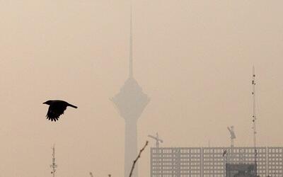 آلودگی هوای تهران؛ بحران مشترکِ شهر و طبیعت/ پرندگان مهاجر تهران را دور می‌زنند/ گنجشک‌ها کجا رفتند؟/ جمعیت کدام پرنده در تهران بیشتر شده؟