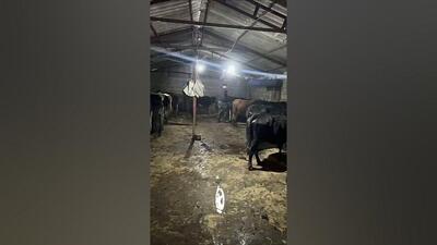 ویدیو| قهرمان کشتی ایران در حال دامداری!