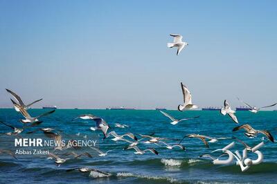 وضعیت جوی و دریایی استان بوشهر آرام است - مجله اینترنتی کولاک