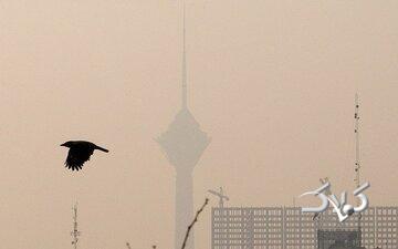 آلودگی هوای تهران؛ بحران مشترکِ شهر و طبیعت/ پرندگان مهاجر تهران را دور می‌زنند/ گنجشک‌ها کجا رفتند؟/ جمعیت کدام پرنده در تهران بیشتر شده؟ - مجله اینترنتی کولاک