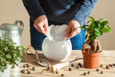 فیلتر قهوه، قهرمان پنهان گیاهان آپارتمانی! - مجله اینترنتی کولاک