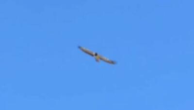 فیلم/ مشاهده ۲ هما در آسمان پارک ملی صیدوا