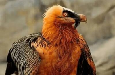 فیلم/  هما  میهمان عقاب شد؛ به صرف خوراک بره!