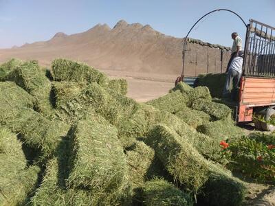 شهروندان شاهرودی پویش «نذر علوفه» راه‌اندازی کرده‌اند