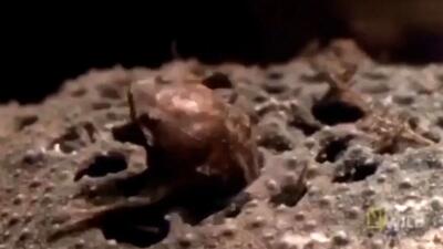  فیلم لحظه دیدنی زنده زایی قورباغه از کمر