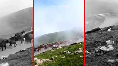  فیلم کوچ اسب های وحشی در اولسبلنگاه