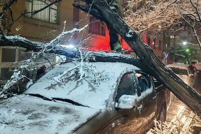 تماس با پلیس اولین اقدام برای دریافت خسارت ناشی از سقوط درخت