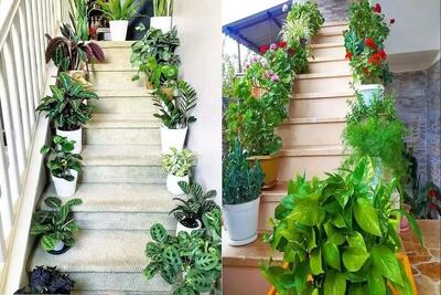  گیاهان مختص راه پله  تاریک؛ عالی برای اون راه پله ها که حتی چشم چشمو نمیبینه