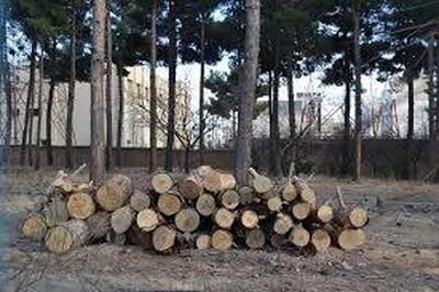ردپای قاچاقچیان چوب در جنگل های ایران