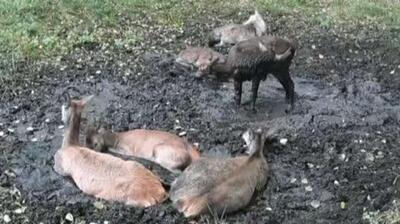  گوزن ها هم بر سر جا دعوا می کنند!