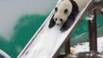  پاندا برف بازی می‌کند