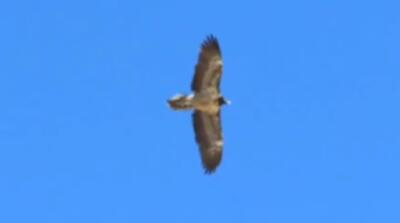 تصاویر پرواز تماشایی دو هما در اولین روز زمستان