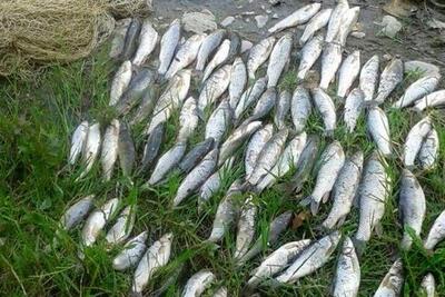 قیمت انواع ماهی ۱ دی ۱۴۰۴