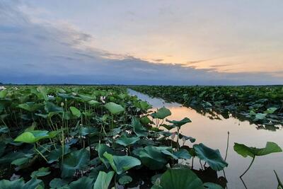 تالاب انزلی هنوز زنده است