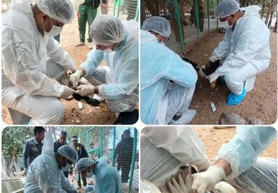 پایش آنفلوآنزای پرندگان در باغ پرندگان بوشهر انجام شد - تسنیم