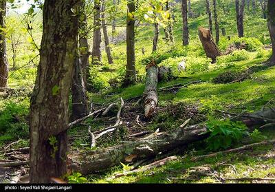 روایت میدانی یک فاجعه/ هیرکانی زیر تیغ قاچاق و ویلاسازی‌‌/ جنگل‌های ایران آب می‌رود! - تسنیم