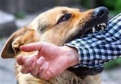 سگ‌گزیدگی دانشجوی دختر در  دانشگاه تبریز/ روند درمان در حال انجام است - تسنیم