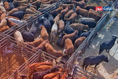 قیمت دام زنده امروز ۱ دی 1404 / قیمت گوساله و گوسفند اوج گرفت + جدول