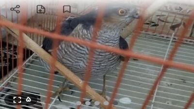  دستگیری فروشنده پرنده شکاری در پلتفرم مجازی در قم