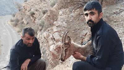  نجات بز وحشی سرگردان از مرگ در پاوه
