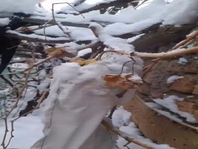  برداشت انگور زمستانی در خوانسار