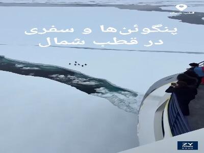  تلاش جالب پنگوئن‌ها برای فرار از برخورد با کشتی