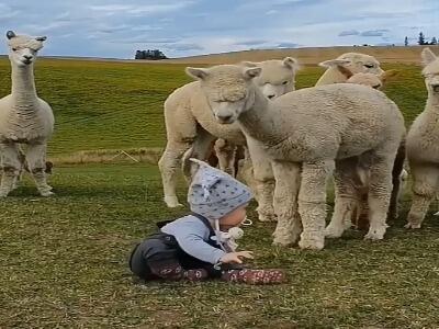  نروژ، آلپاکا گردی