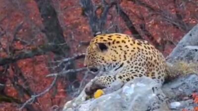  استراحت پلنگ ایرانی در جنگل‌های هیرکانی