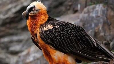  هما میهمان عقاب شد؛ به صرف خوراک بره!