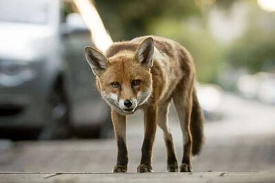  شکار موش توسط روباه در میدان ۷ تیر تهران (فیلم)