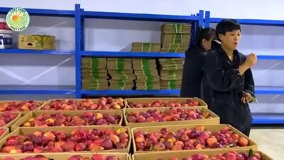  برداشت صدها تن سیب فوجی در باغ‌های چین (فیلم)