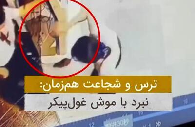 دختر جوان، موش غول‌پیکر را با پاهایش به دام انداخت