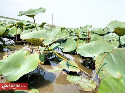 مدیرکل محیط زیست گیلان: تالاب انزلی هنوز زنده است