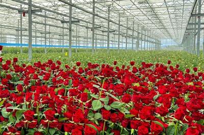  تولید سالانه بیش از ۳۹ میلیون شاخه گل تزیینی در لرستان