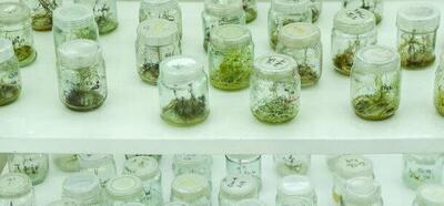  تشکیل شبکه بیوتکنولوژی کشاورزی کشورهای اسلامی با پیشنهاد ایران برای میزبانی و همکاری‌های مشترک