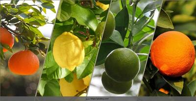 صادرات ۲۰۰ میلیون دلاری محصولات تازه و فرآوری شده مرکبات