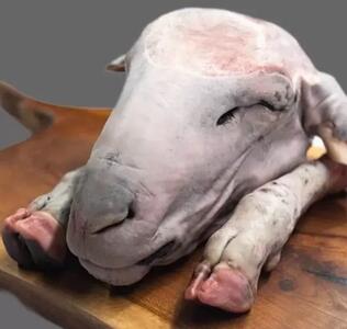  دستور پخت کله پاچه ی تنوری در فر، بسیار خوشمزه و لذیذ !