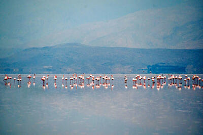 مهارلو جان گرفت