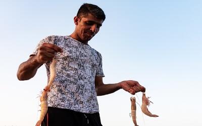 افزایش ۳۷ درصدی تولید میگو/ بوشهر نخستین تولیدکننده میگو کشور