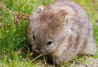 وُمبت‌؛ یکی از عجیب‌ترین موجودات جهان