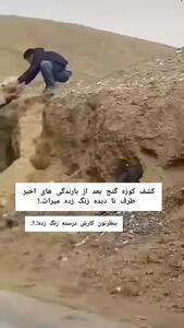  ماجرای کشف کوزه ساسانی در بوشهر پس‌از بارش‌های اخیر +فیلم