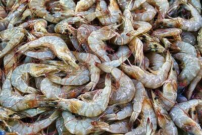  افزایش ۳۷ درصدی تولید میگو