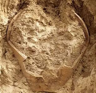  کشف کوزه ساسانی در بوشهر / هیچ‌گونه اشیاء ارزشمندی داخل کوزه وجود نداشته است