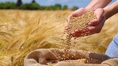 قیمت جهانی گندم افزایش یافت