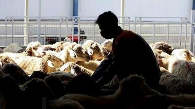 افزایش شدید نرخ دام زنده (قیمت امروز 1404/10/02)